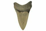 Bargain, Fossil Megalodon Tooth - Serrated Blade #294526-1